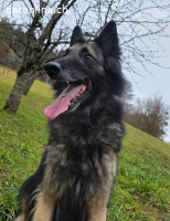 Wusa – ein sportlicher Herzenshund