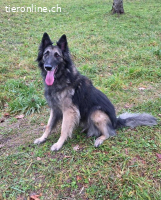 Wusa – ein sportlicher Herzenshund