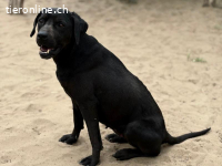 Xaphira, freundliche lieb, sanfte und menschenbezogen