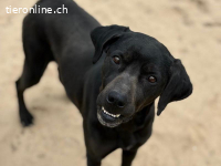 Xaphira, freundliche lieb, sanfte und menschenbezogen