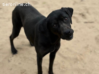 Xaphira, freundliche lieb, sanfte und menschenbezogen