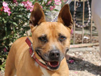 Xula - Herzenshündin sucht ihre(n) Gefährten