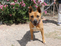 Xula - Herzenshündin sucht ihre(n) Gefährten