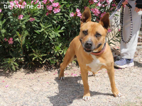 Xula - Herzenshündin sucht ihre(n) Gefährten