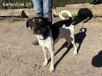 Yago -  fröhlicher Herzenshund sucht sein Zuhause