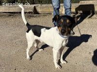 Yago -  fröhlicher Herzenshund sucht sein Zuhause