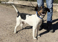 Yago -  fröhlicher Herzenshund sucht sein Zuhause