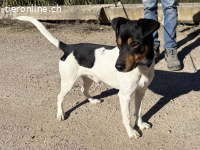 Yago -  fröhlicher Herzenshund sucht sein Zuhause