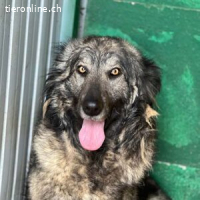 Yara -eine wunderschöne dreibeinige Hündin sucht ein Zuhause