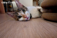 Yara sucht ihr Glück (1 Jahr)