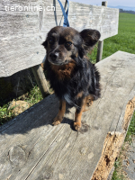 Yogi - feinfühliger und aktiver Hundebub