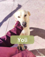 Yoli, w./kastr., geb. 04/2025, Größe: ca. 55 cm/22 kg