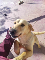 Yoli, w./kastr., geb. 04/2025, Größe: ca. 55 cm/22 kg