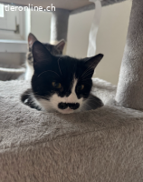 Yuki und Schnurrbert, knapp 1-jährig