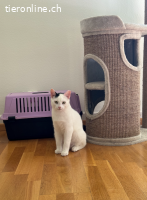 Yuki und Schnurrbert, knapp 1-jährig