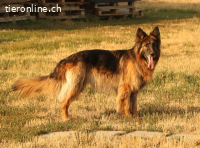 Zara - eine richtig tolle Schäfidame