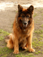 Zara, liebevolle Schäfidame