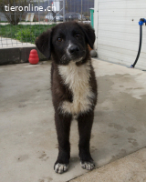 Zarte Socke sucht ihre Herzensmenschen