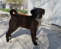 Zarte Socke sucht ihre Herzensmenschen