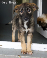 Zarte Usha sucht ihre Familie