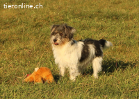 Zezik - scheuer Hund sucht geduldige Menschen