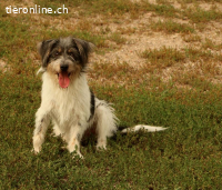 Zezik - scheuer Hund sucht geduldige Menschen