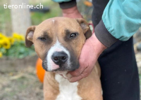 Zila-2, liebe+freundliche Hundedame die nach Zuwendung sucht