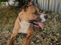 Zila-2, liebe+freundliche Hundedame die nach Zuwendung sucht
