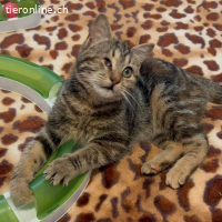 ZITZEL & ADELE - BEIDE AUSGESETZT, JETZT BESTE FREUNDINNEN