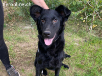 Ziza, junge, liebe und menschenbezogene Hündin