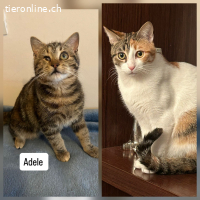 ZIZEL - LUSTIGES, VERSPIELTES, SUESSES UND SANFTES MAEDCHEN