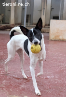 Zoe, w./kastr., geb. 03/2025, Grösse: ca. 45 cm/12 kg