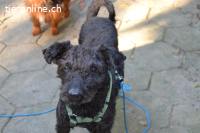 ZOKI - behinderte Oma sucht Menschen mit Herz!