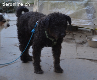 ZOKI - behinderte Oma sucht Menschen mit Herz!