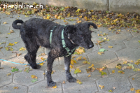 ZOKI - behinderte Oma sucht Menschen mit Herz!