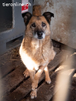 Zoppa - eine Seele wird ein Zuhause finden - ganz sicher!