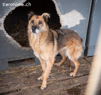 Zoppa - eine Seele wird ein Zuhause finden - ganz sicher!