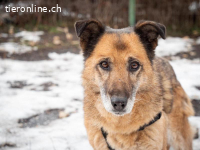 Zoppa - eine Seele wird ein Zuhause finden - ganz sicher!