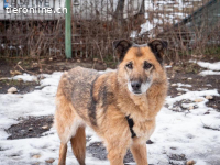 Zoppa - eine Seele wird ein Zuhause finden - ganz sicher!