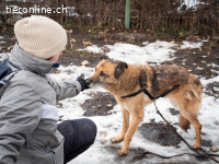 Zoppa - eine Seele wird ein Zuhause finden - ganz sicher!