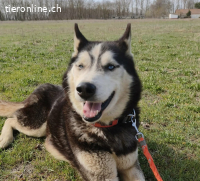 Zorro-6, lieber, kontaktfreudiger, freundlicher Vierbeiner