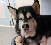 Zorro, 9 J, sehnt sich nach einem liebevollen Zuhause