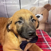 Zorro – ein Name wie ein Abenteuer, ein Herz wie Zucker