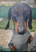 Zorro, Kurzhaardackel, Rüde, geb. am 15.06.2022, ca. 30 cm