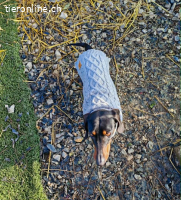 Zorro, Kurzhaardackel, Rüde, geb. am 15.06.2022, ca. 30 cm