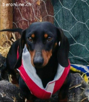 Zorro, Kurzhaardackel, Rüde, geb. am 15.06.2022, ca. 30 cm