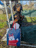 Zorro, Kurzhaardackel, Rüde, geb. am 15.06.2022, ca. 30 cm