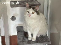 Zuckerbub Salva sucht sein eigenes Körbchen