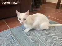 Zuckermaus Ivy sucht ihre Lieblingsmenschen