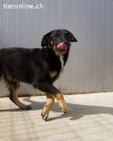 Zuckerschnute Jilly sucht ihre Herzensmenschen